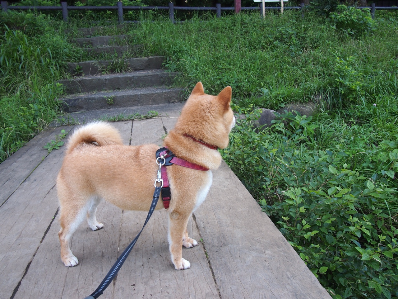 开云入口-中国足球行业年度评优活动蓄势待发，中国足球评价  第1张