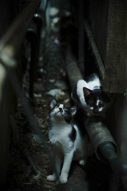 开云在线直播-“法甲战场硝烟弥漫，豪门争夺激烈”，法甲有什么豪门