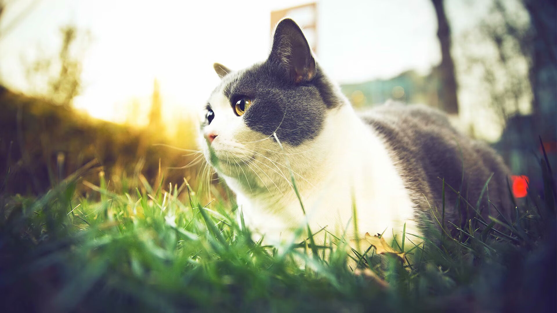 开云·Kaiyun网页版-“超级杯决赛：豪门争冠，精彩纷呈”，超级杯决赛直播