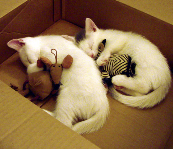 开云体育网页入口-中国女篮少年队参加亚洲青少年锦标赛获佳绩,中国女篮少年队最高队员