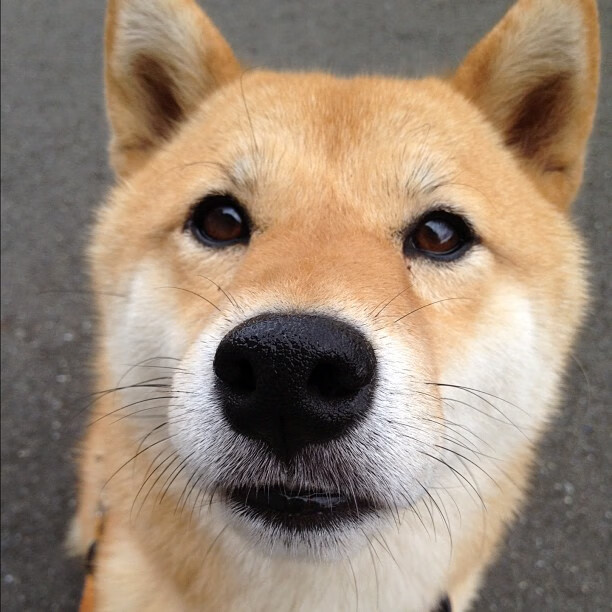 开云体育下载官网-北京队签下知名外援,引发联盟震动,北京足球队外援